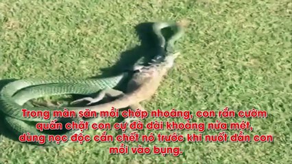 Chuyện lạ hiếm gặp: Rắn độc nuốt chửng cự đà ngay trên sân golf