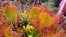 10 Plantas Carnívoras Más Aterradoras del Mundo