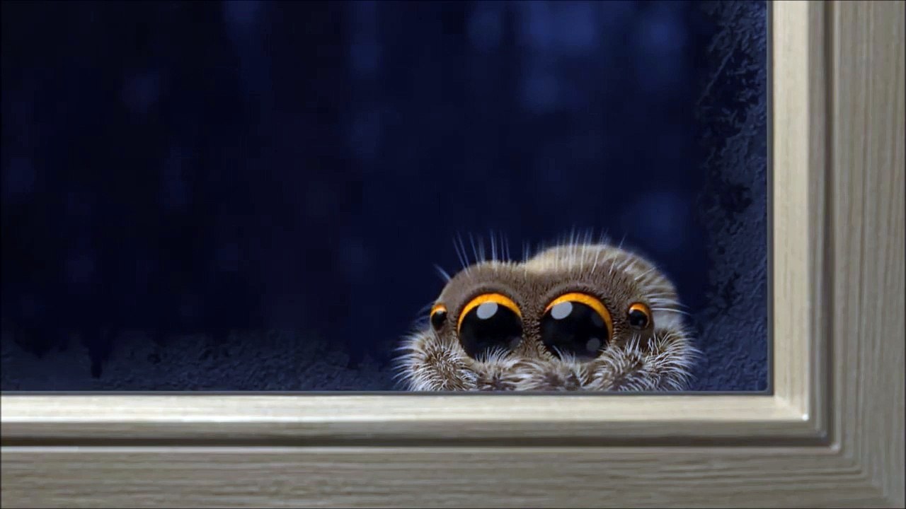 Le retour de Lucas, 'l'adorable' araignée qui guérit l’arachnophobie