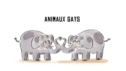 Tu mourras moins bête - Les animaux gays - ARTE