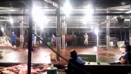 MIẾNG ĂN MÁU ĐỔ THỊT RƠI,   GIẾT BAO SINH  MẠNG  NGẬP TRỜI OÁN THAN