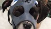 University of California Students Create 3D-Printed Mask for Dogs With Fractured Skulls