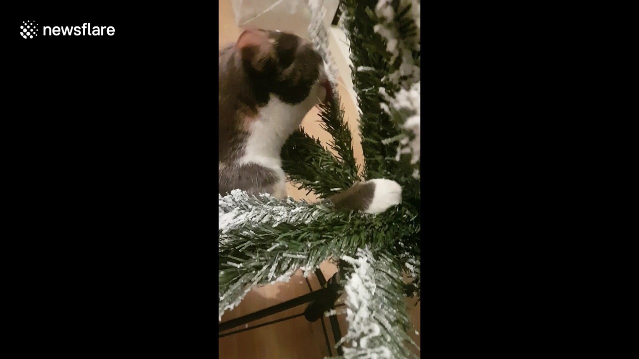 This cat is really fond of fake snow video Dailymotion