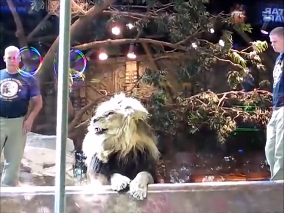 ブチ切れライオン、飼育員を襲う！！ メスライオンが救出に！？【ハプニング＠動物園】