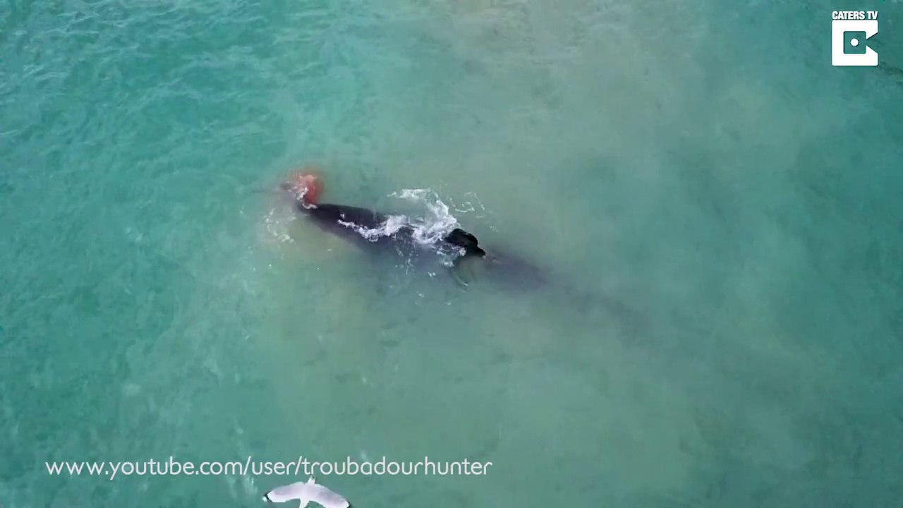 Cet Orque filmé en train de croquer une raie géante devant des touristes