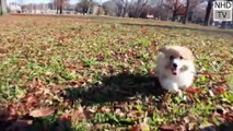 Cutes dogs   Cutest dog in the world   Cute dogs clips 2016