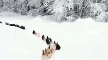 March of the chickens Game of thrones