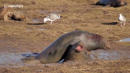 Grey seal bulls engage in mud fight in Lincolnshire