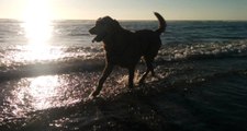 Okyanusta Kaybolan Köpekleri İçin Suya Giren Aile Boğularak Can Verdi, Köpek Kendini Kurtardı