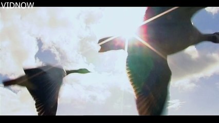 cranes crossing the himalaya