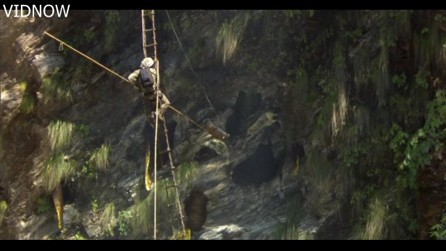 Harvesting Honey from Giant dangerous and waving himalayan honey bees