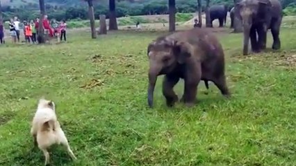 Un chien s'amuse avec un bébé éléphant !