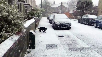 Un chien découvre la neige pour la première fois et devient fou !