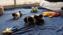 Jeux chiots shih-tzu