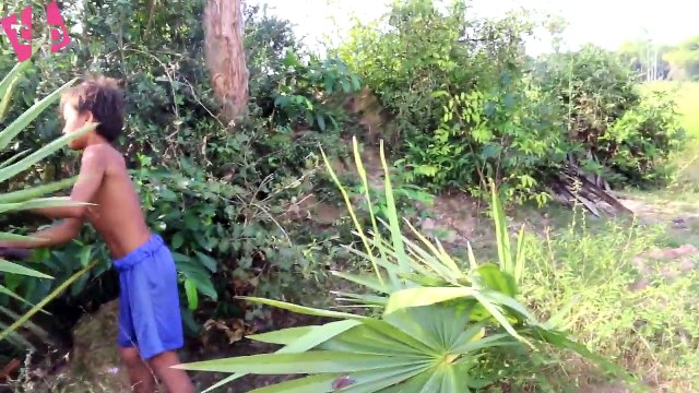 Amazing!!! Brave Boys Using Bamboo Trap Catch Water Snake in My Village - How to make Bamboo Trap