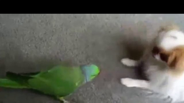 Pakistani Funny Videos 2017 - Pakistani Funny 2017 - 2017 -Indian Funny clips 2017 - YouTube