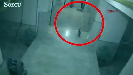 Ankara’da evinin önünde gelen kediye tekme attı