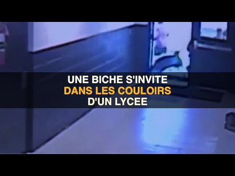 Une biche égarée s'incruste dans les couloirs d'un lycée aux Etats-Unis !