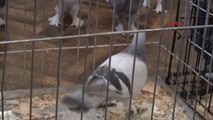 Erzurum Taklacı Güvercinler Yarıştırıldı