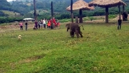 Un chien s'amuse avec un bébé éléphant - ENP