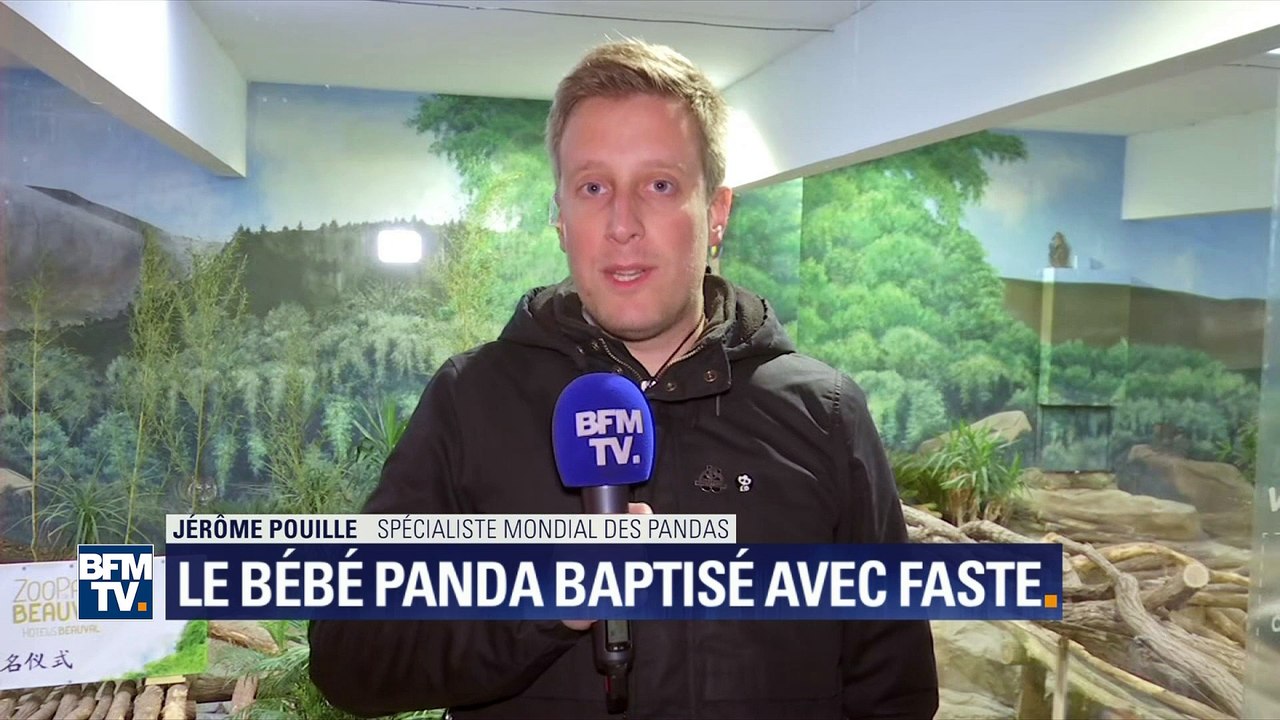Pourquoi il a fallu attendre trois mois pour baptiser le bébé panda ?