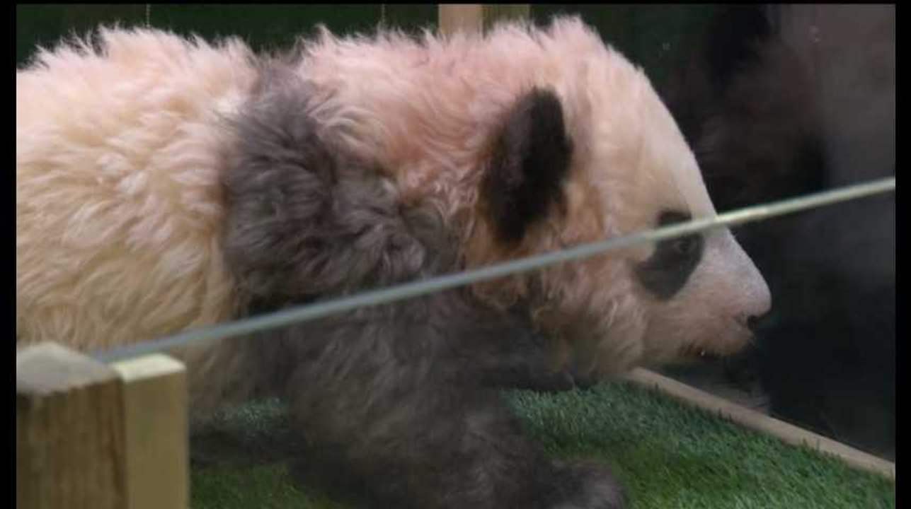 Les images du baptême de Yuan Meng