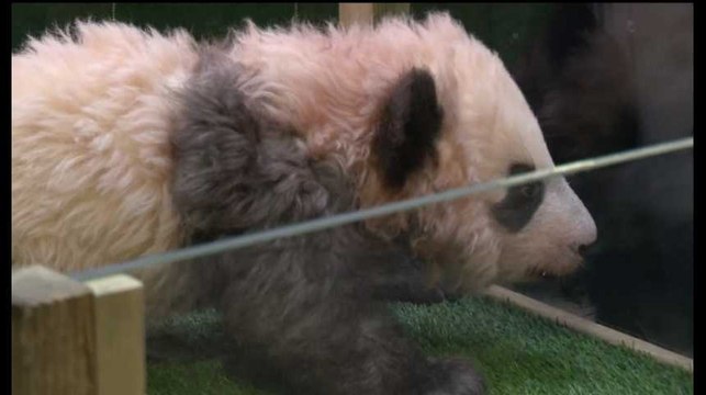 Les images du baptême de Yuan Meng