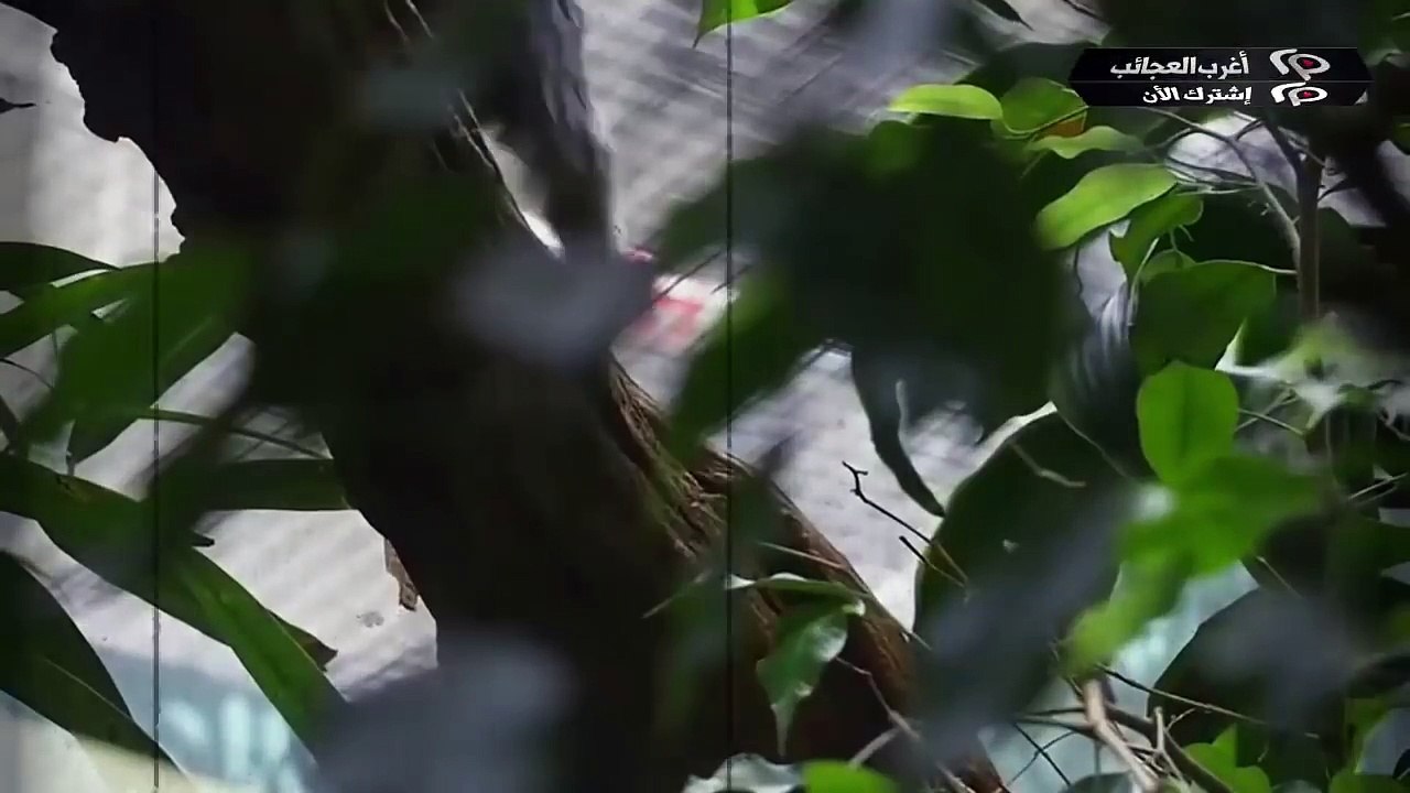 حقائق تتبث تكيف جسم الانسان مثله مثل الحيوان...!!