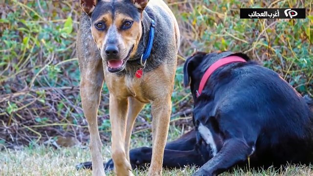 ماذا لو كنت اخر إنسان على وجه الكرة الأرضية ؟