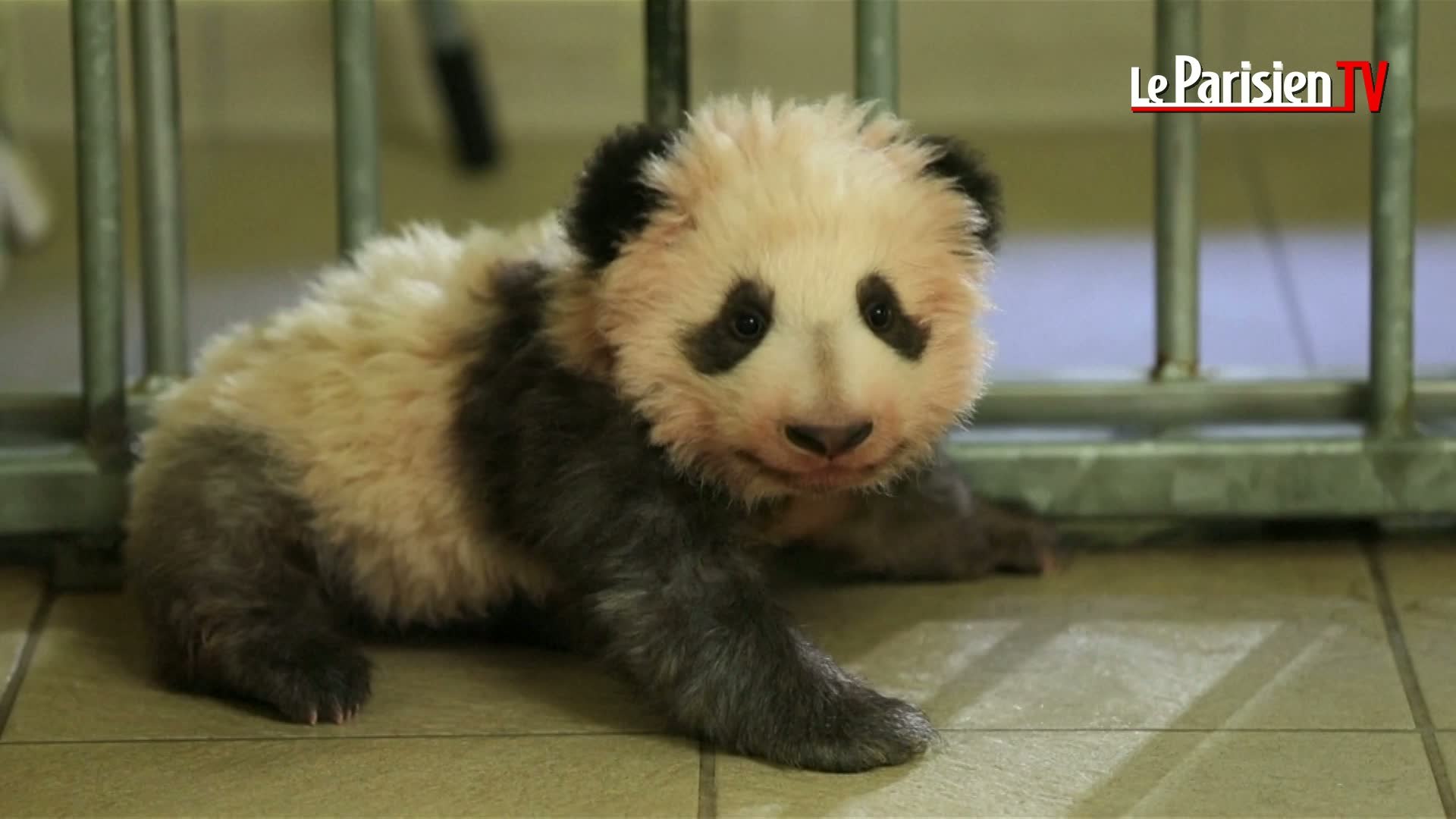 Beauval Le Bebe Panda S Appelle Yuan Meng Video Dailymotion