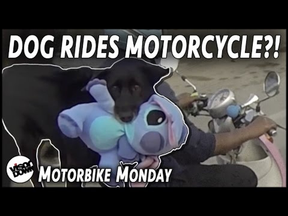 Dog riding pillion on motorcycle | Motorbike Monday