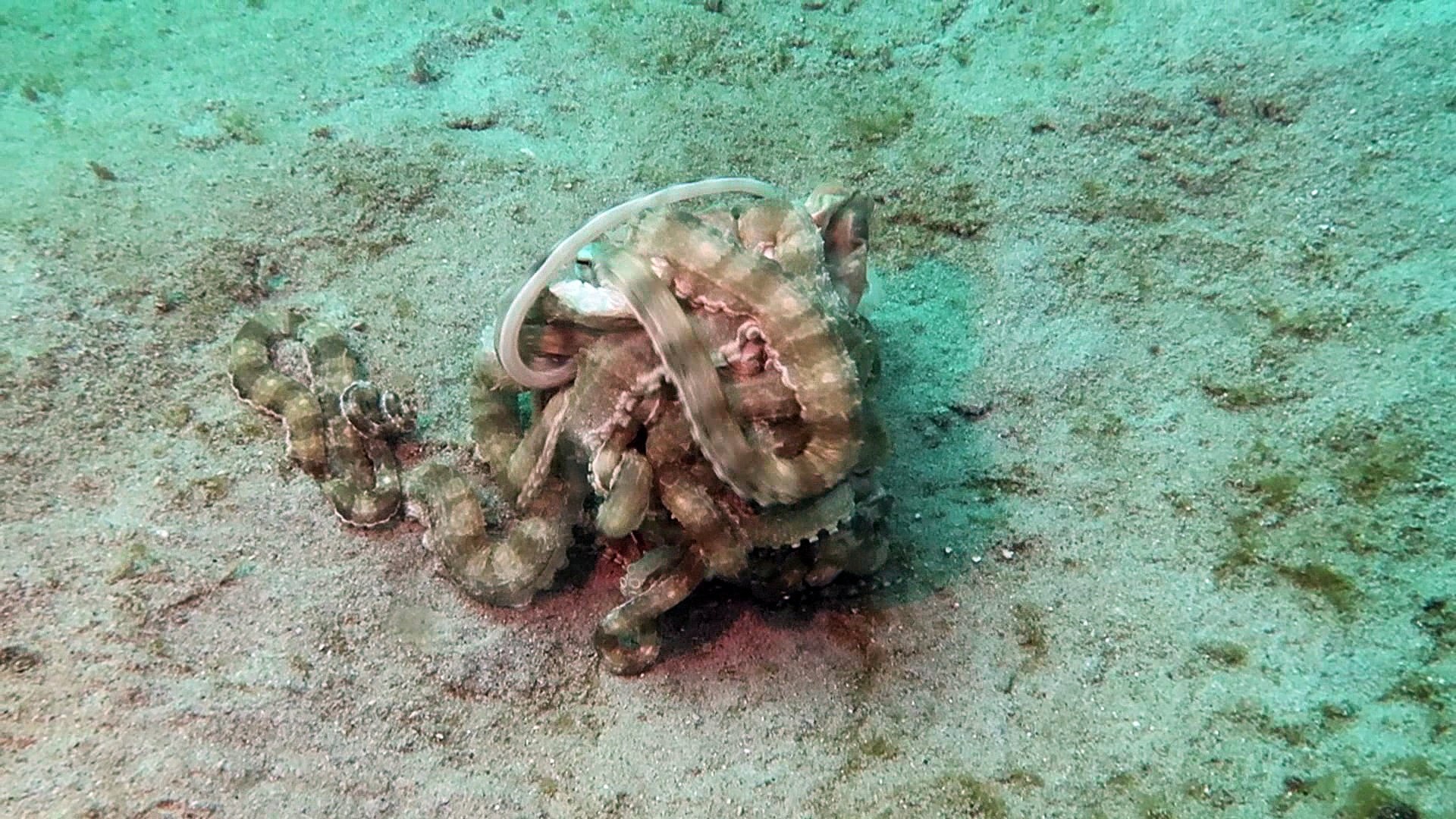 ⁣Two Tangoing Octopuses