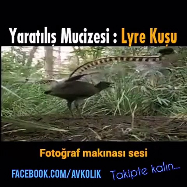 Duyduğu her sesi taklit eden kuş