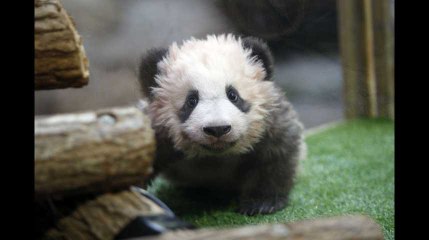 Brigitte Macron a baptisé le bébé panda du zoo de Beauval