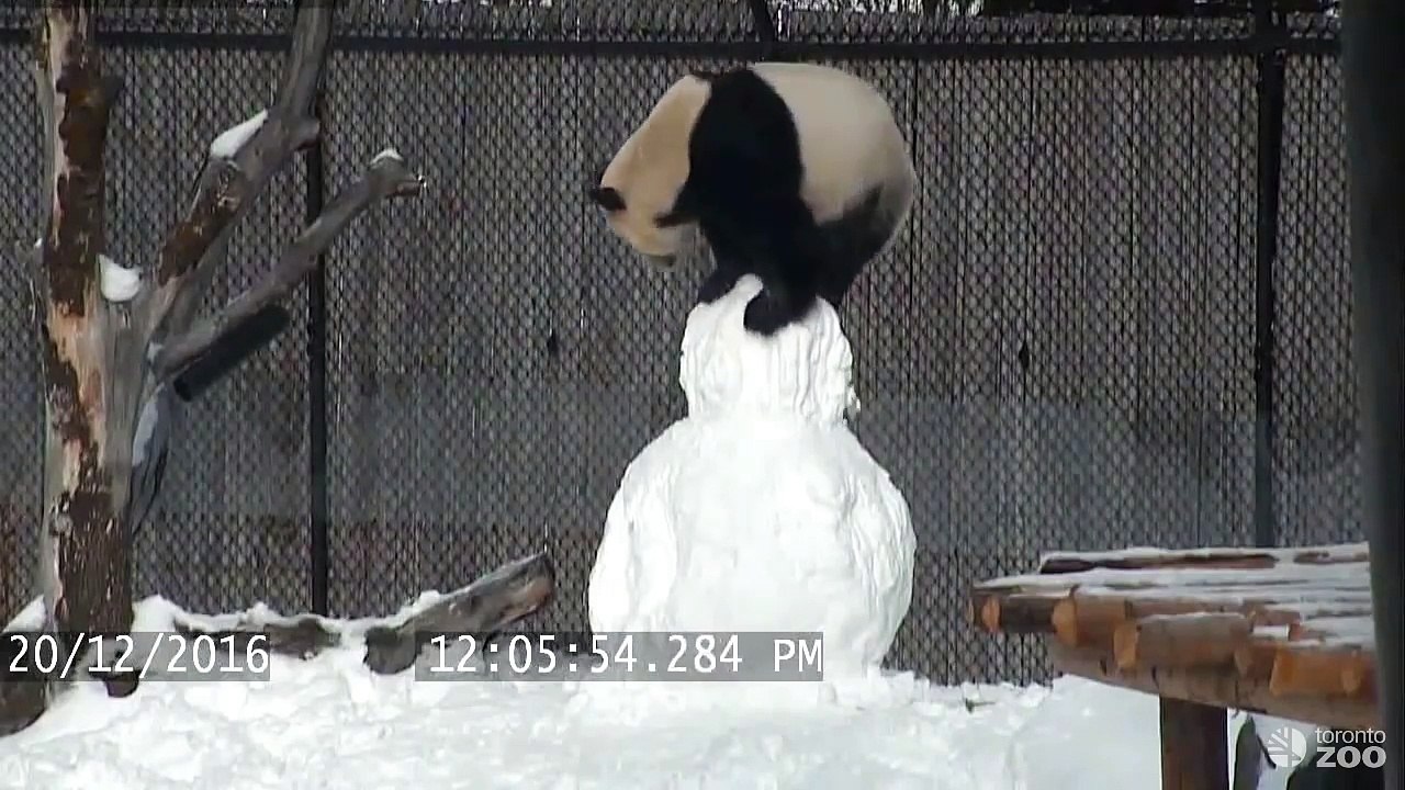 Quand un panda géant joue avec un bonhomme neige !