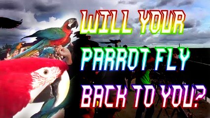 Will your parrot fly back to you