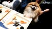 Japanese Cuisine for Canines? Dogs Devour Sashimi at Poochi Sushi
