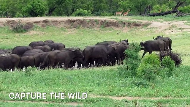 LION ATTACKS A BUFFALO | Fearless Male Lion Attacks A Buffalo Herd Alone Whatsapp Video