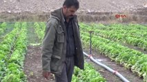 Şırnak Silopili Çiftçinin Marulları Tarlada Kaldı
