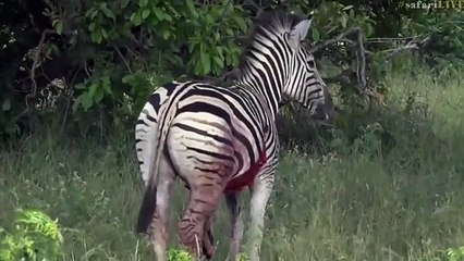 Zebra has a gaping wound from a Lion attack March 23, 2017 Whatsapp video