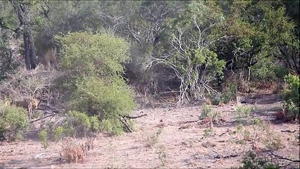 Lions Attack Buffalo - Lion Kills Baby Buffalo Calf Whatsapp video