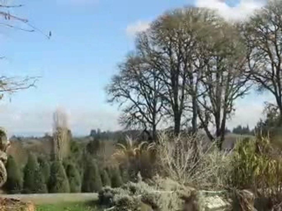 Tree Farm Kat Lapse