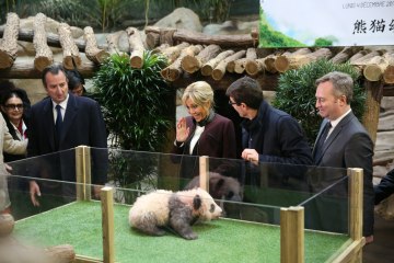 VIDEO. Bébé panda de Beauval : prononcez "Yuan Meng" !
