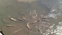 Ils viennent nourrir une 20taine de crocodiles de mer au Costa Rica... A table