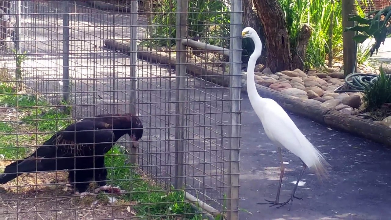 Cet aigle en cage sait s'y prendre pour capturer des proies de l'autre coté du grillage... Futé l'animal