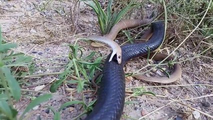 Ce petit serpent se defend férocement contre un gros serpent brun