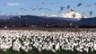 Miles de gansos se dejaron ver estos días por el estado de Washington