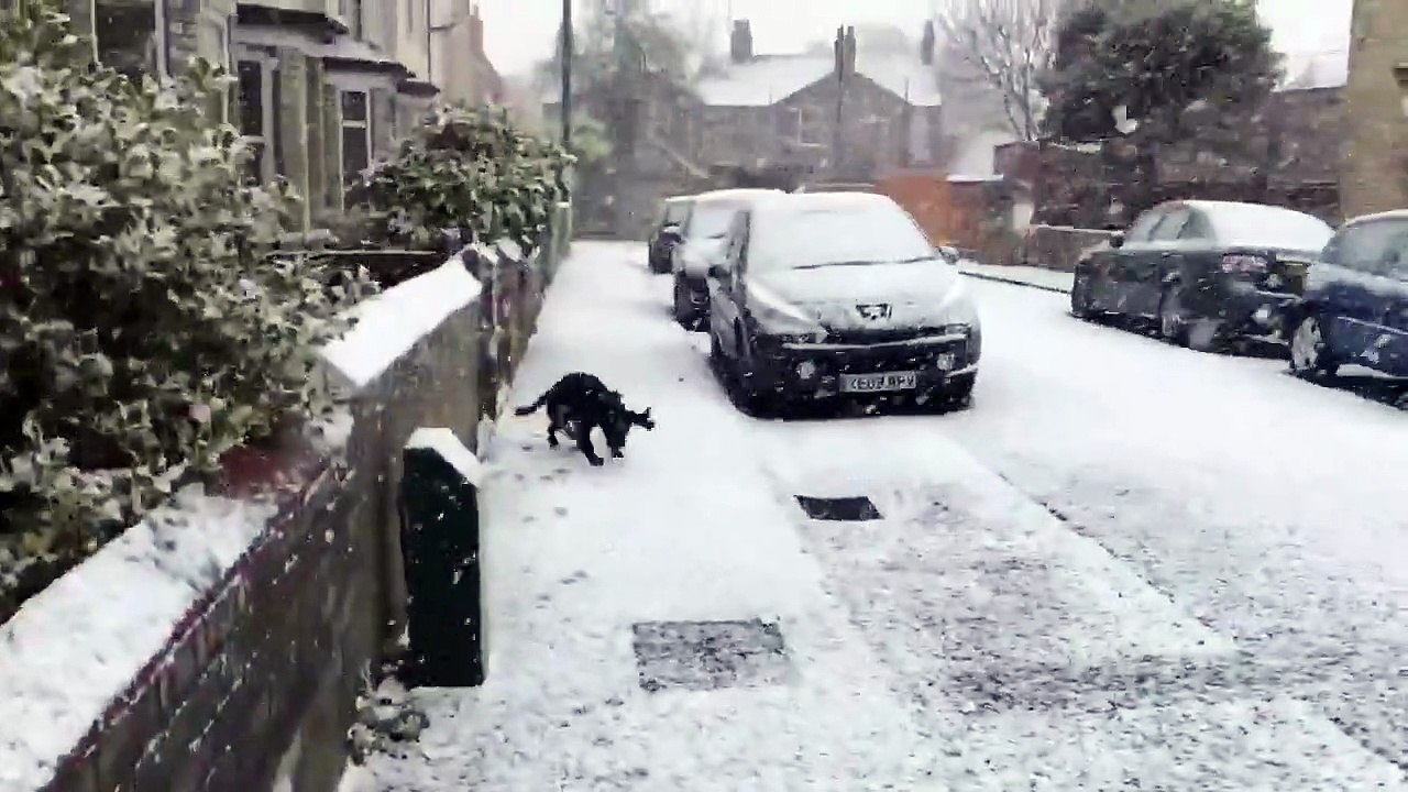 Este perro descubre la nieve por primera vez y se vuelve loco