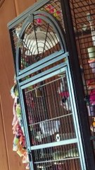 Cockatoo Barks at Dogs