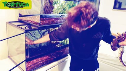 AS NOVAS COBRAS DO WINDOH !